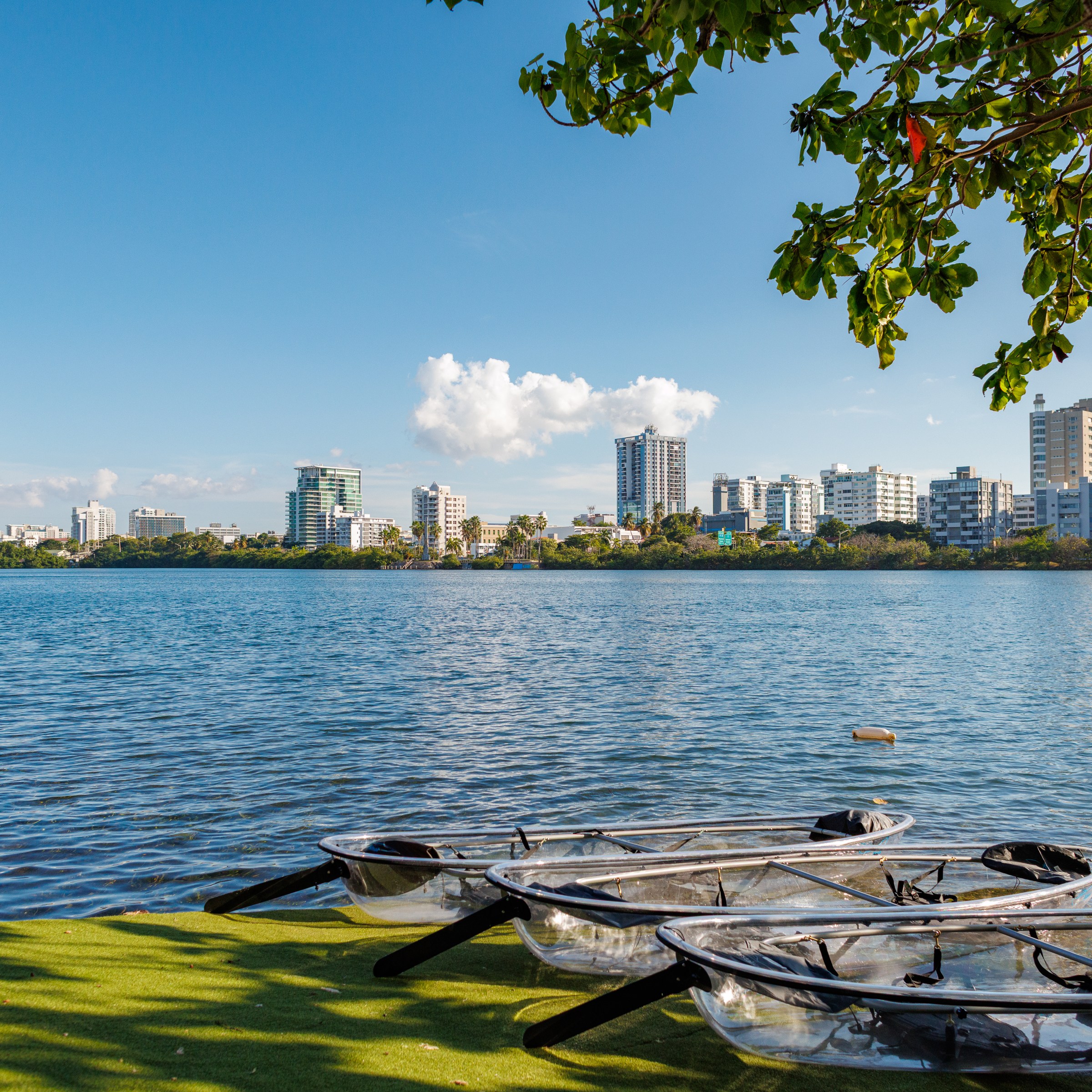 Three clear kayaks on grass by a lake with city skyline in background, under a tree.