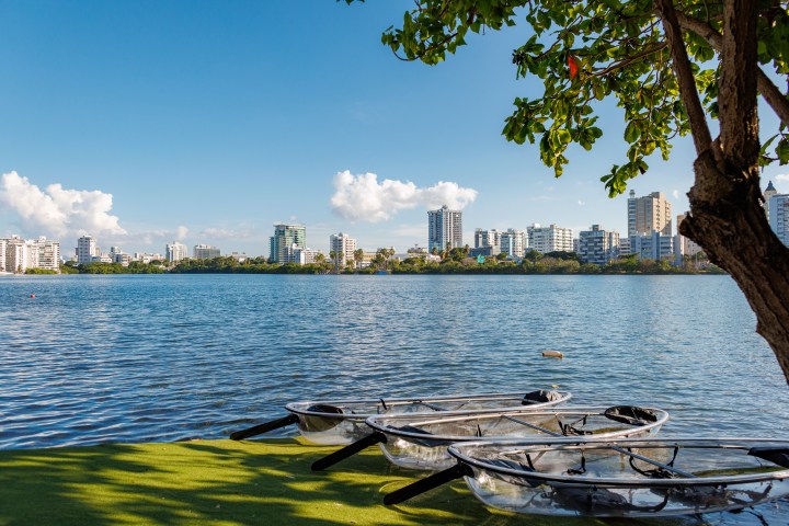 Three clear kayaks on grass by a lake with city skyline in background, under a tree.