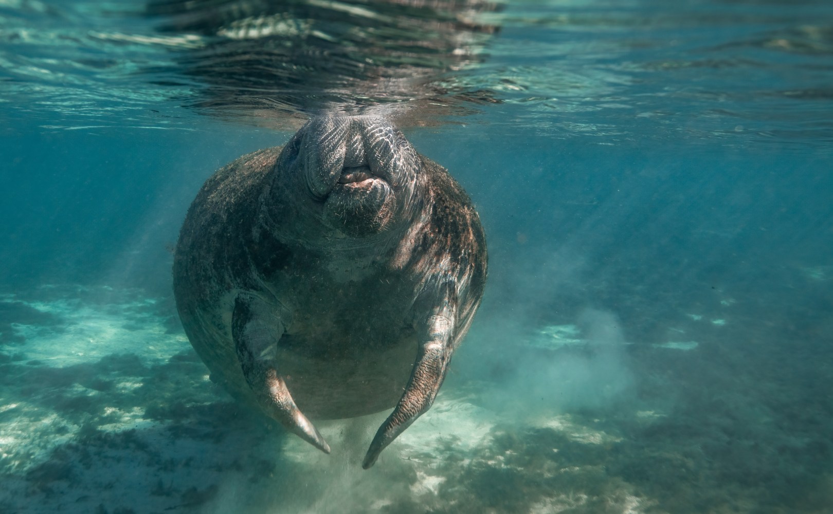 Manatee swimming underwater near the surface in clear blue water.