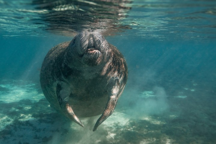 Manatee swimming underwater near the surface in clear blue water.